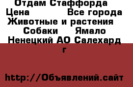 Отдам Стаффорда › Цена ­ 2 000 - Все города Животные и растения » Собаки   . Ямало-Ненецкий АО,Салехард г.